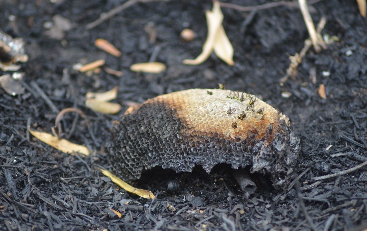 Fuego en Paraná medio: un estudio devela la degradación de ecosistemas | Noticias