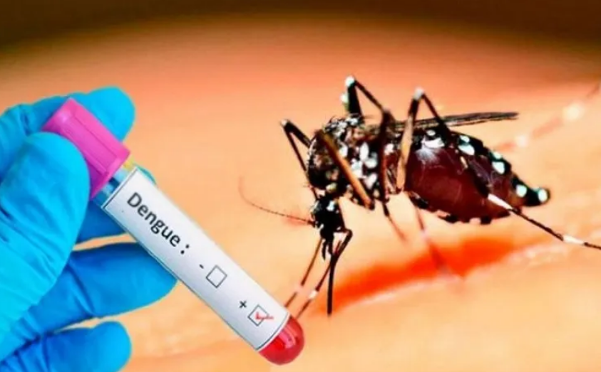 Dengue: Quince internados en la provincia y un paciente en terapia intensiva | Noticias