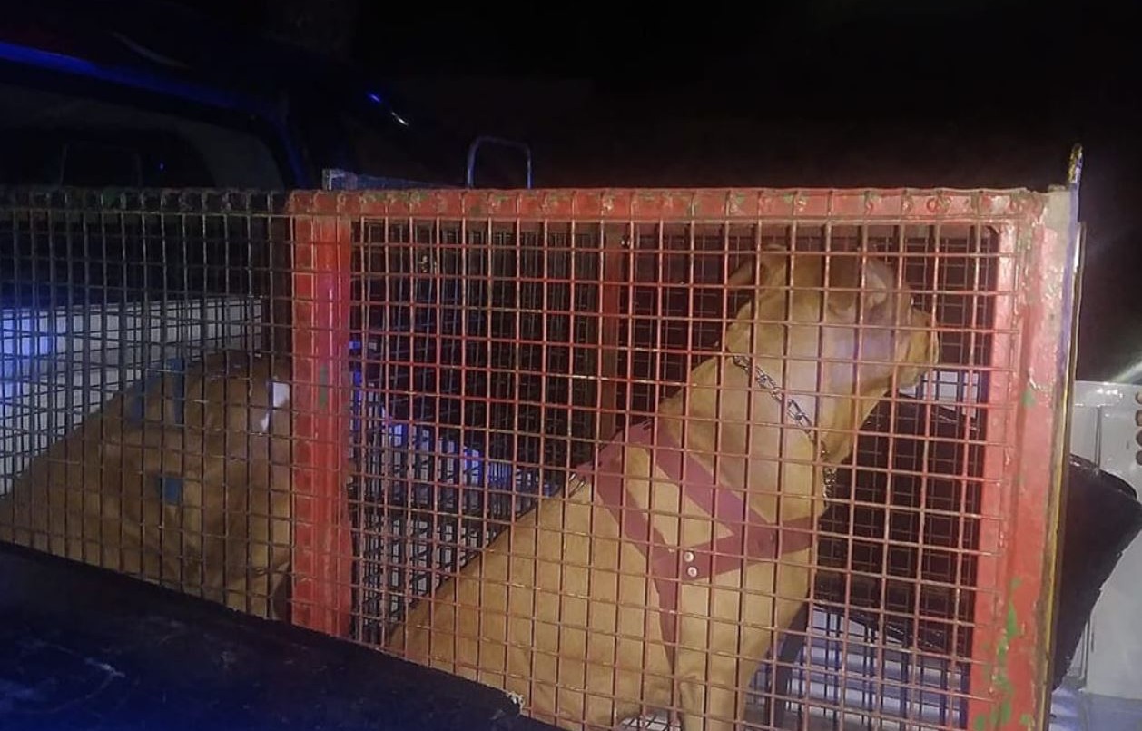 Horror en La Falda: dos pitbull se metieron en el patio de su casa, la atacaron y quedó en terapia intensiva | Nacionales