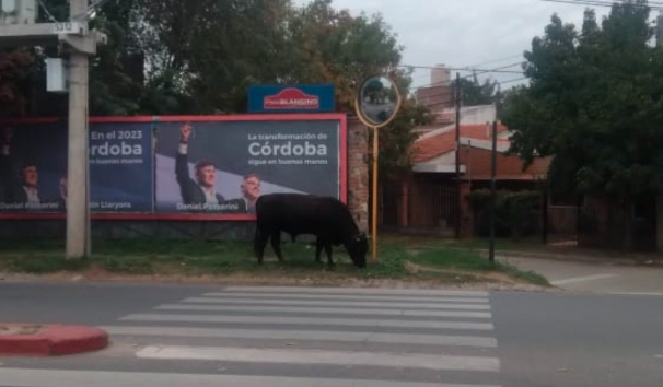 Insólito: Un toro suelto en las calles de Córdoba | Nacionales