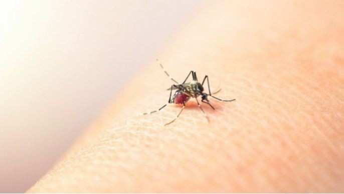 Confirman más de 56 mil casos de dengue y más de 1200 de chikungunya en todo el país | Noticias