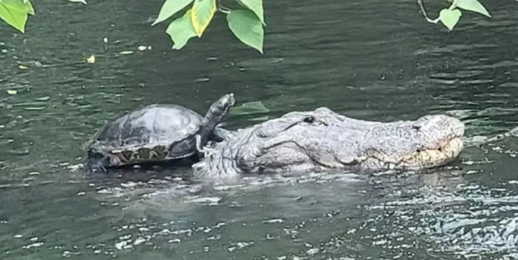 Una tortuga, "a caballo" de un caimán | Redes