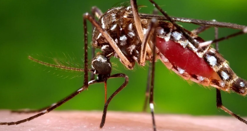 Vuelven el calor muy húmedo y aumenta el riesgo de dengue | Noticias