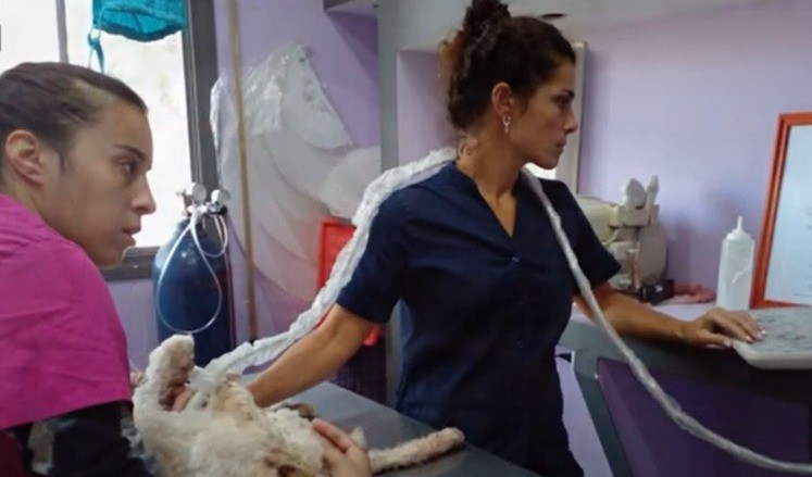 Paquito y su batalla por vivir: Fue rescatado de la calle en total estado de abandono | Juntos y solidarios