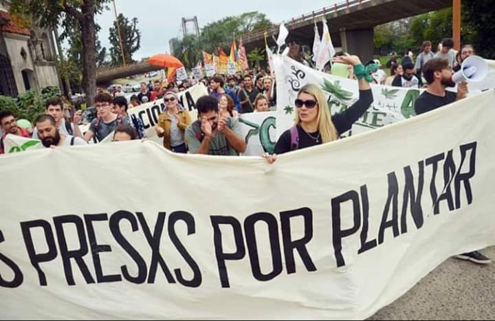 ¡Santa Fe se planta!: Organizaciones cannábicas se suman a la Marcha Mundial de la Marihuana | Salud