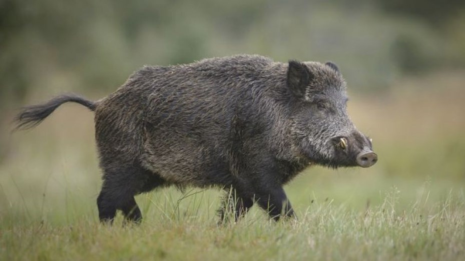 Joven de 19 años salió a cazar jabalíes con amigos y murió de un disparo | Noticias