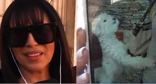 Marixa Balli colaboró en un operativo policial: encontraron animales exóticos y armamento | Nacionales