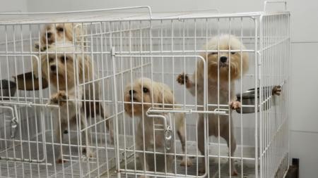 Activistas, contra Mercado Libre por la venta de perros | Nacionales