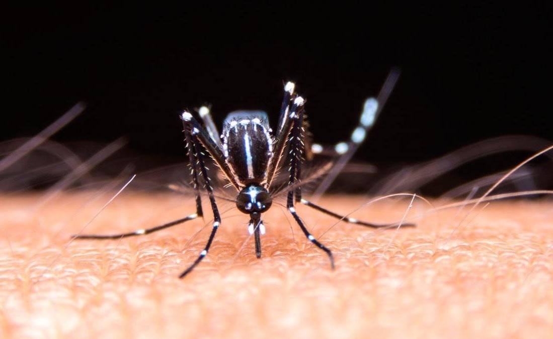 Dengue: sigue la baja de casos con 961 en la ciudad y 19.800 en la provincia | Salud