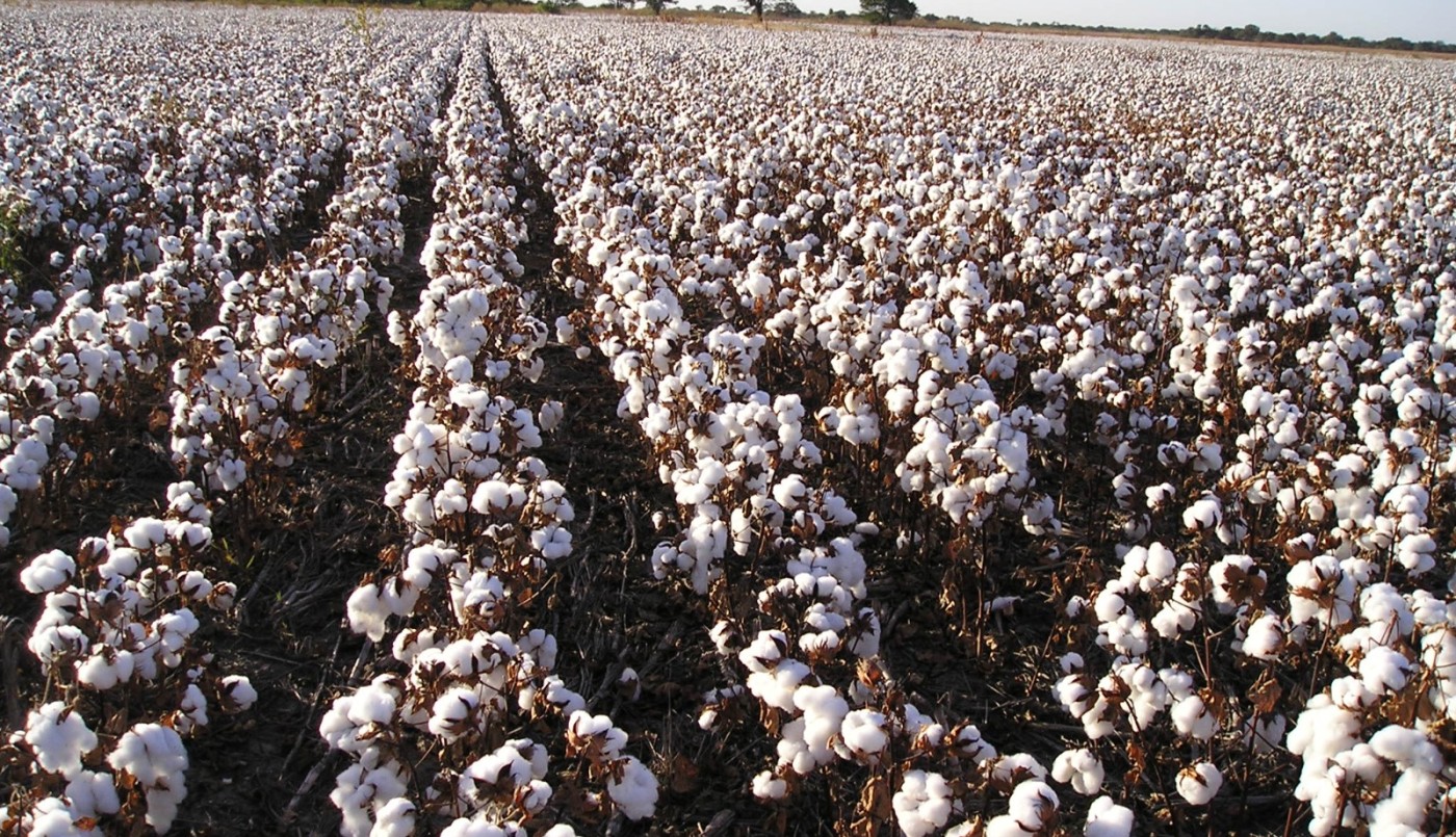 Santa Fe se consolida en la producción de algodón y continúa apostando a su crecimiento sostenido | Noticias