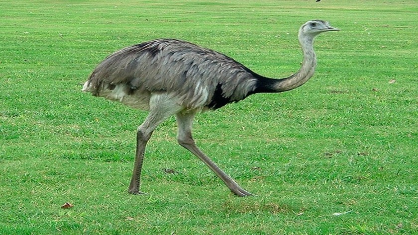 Condenaron a dos hombres por cazar ñandúes, animales de captura prohibida | Judiciales