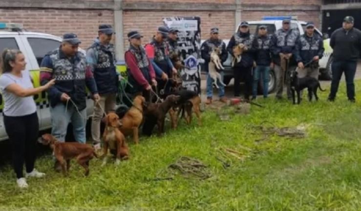 Rescatan 13 perros que eran víctimas de maltrato en Tucumán | Nacionales