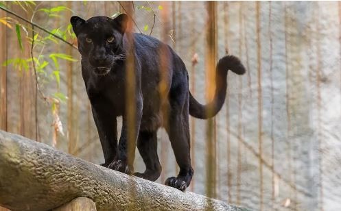 La población de animales salvajes disminuyó un 69% en los últimos 50 años | Información General