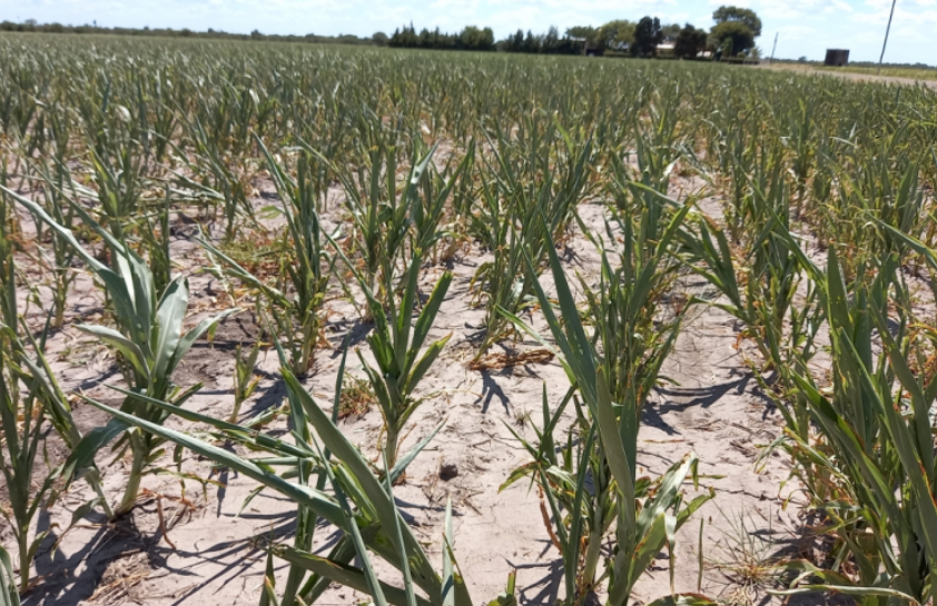 Efectos de la sequía: Prorrogan la emergencia agropecuaria en Santa Fe | Noticias