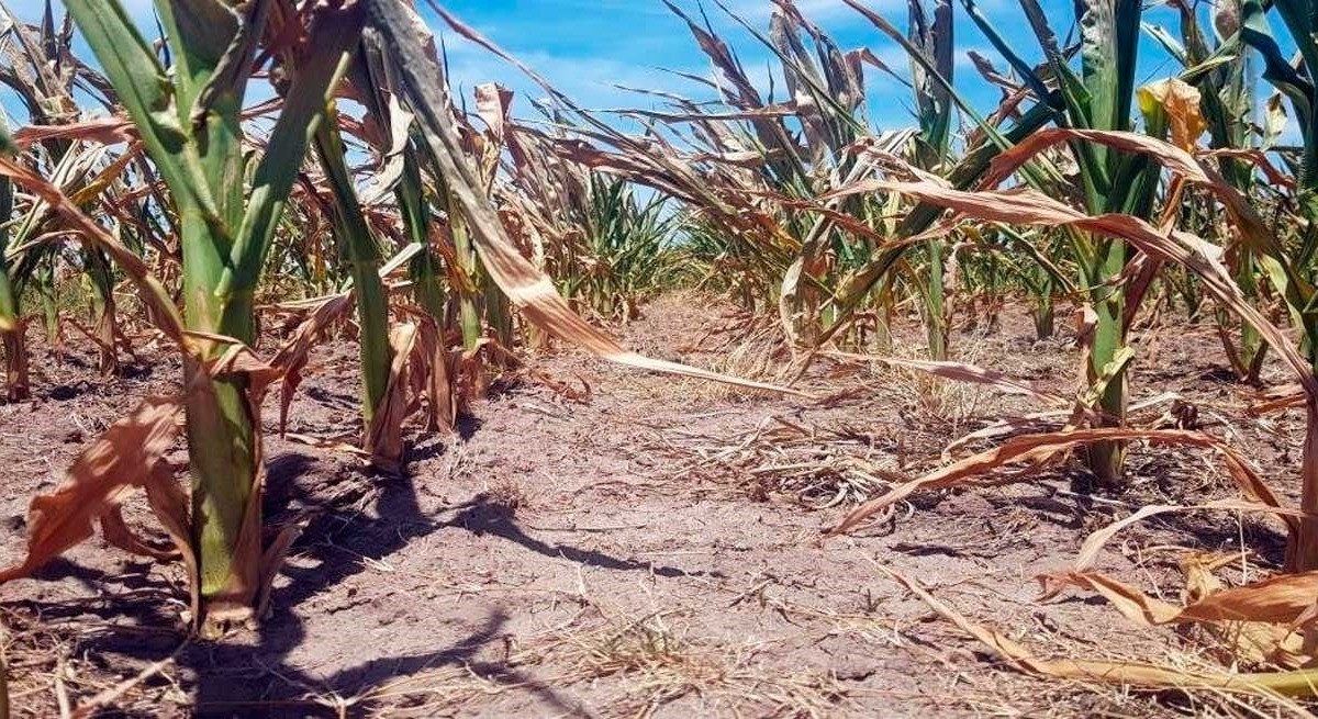 La emergencia agropecuaria en la provincia se extiende cuatro meses más | Noticias