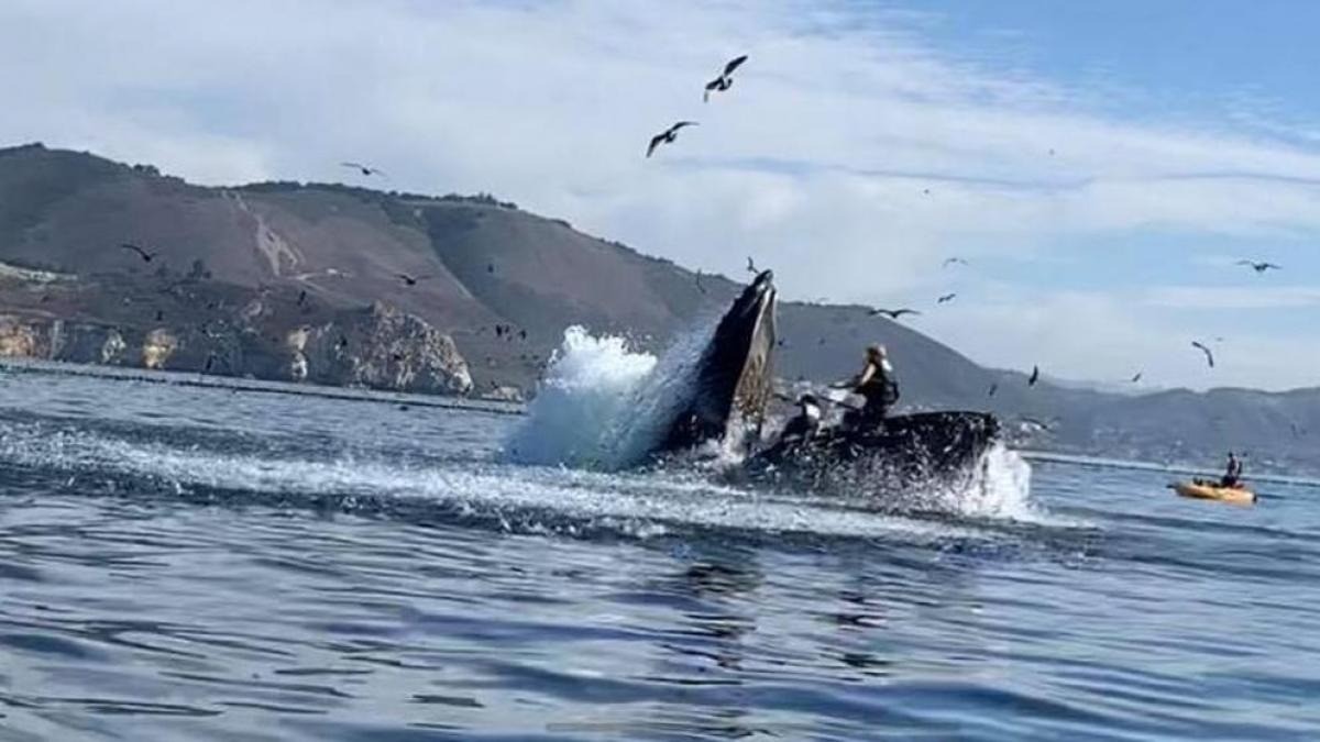 Video impactante: una ballena se tragó a dos turistas y los escupió | Redes