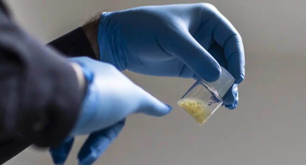 Científicos crearon los primeros modelos de embriones humanos con células madre sin óvulos ni esperma | Información General