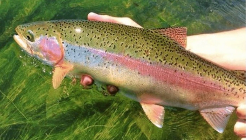 Exportan por primera vez trucha arcoíris desde Neuquén a Estados Unidos | Nacionales