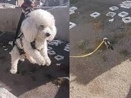 El mejor video del año: un perro recuperó su pelota al estilo “Misión Imposible” | Redes