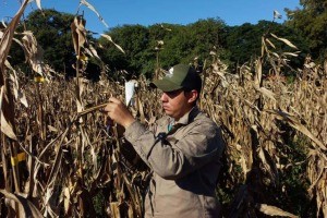 Agua oxigenada para cuidar los cultivos de maíz, un proyecto universitario que sorprende en el NEA | Información General