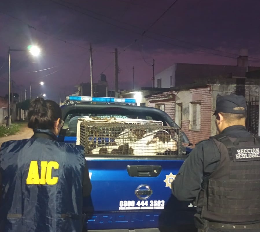Detuvieron al dueño de los perros pitbull que atacaron a una beba y su abuela | Noticias