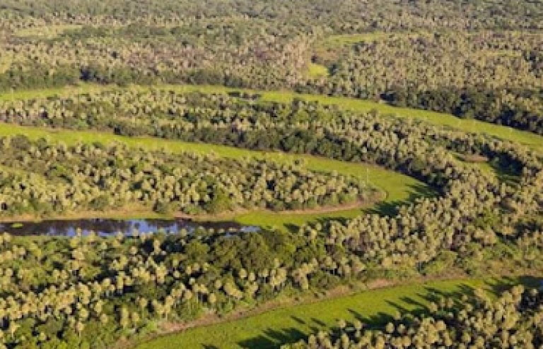 Femicidio de Cecilia Strzyzowski: hallaron más restos óseos cerca del campo de la familia Sena | Noticias