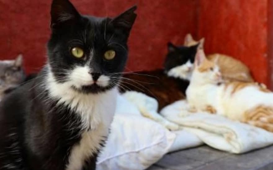 Coronavirus felino: alertan sobre un virus que está causando la muerte de decenas de miles gatos en Chipre | Salud