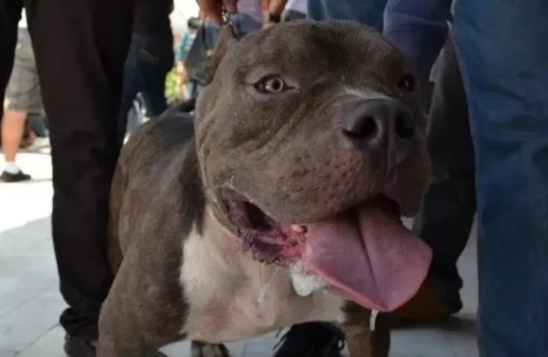 Córdoba: Una nena fue atacada por un perro de la familia se recupera favorablemente | Nacionales