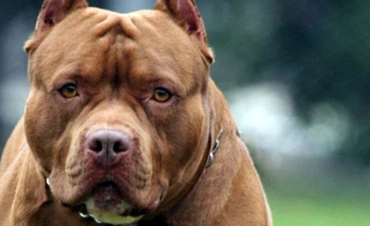 Un perro pitbull atacó a una niña de un año y la dejó en terapia intensiva | Noticias