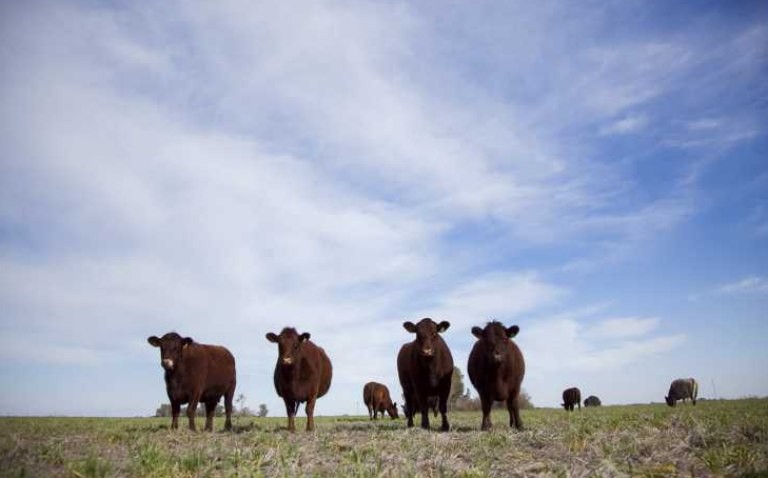 Según especialistas del sector ganadero, incluir el maíz en el dólar agro no afecta al precio de la carne | Nacionales
