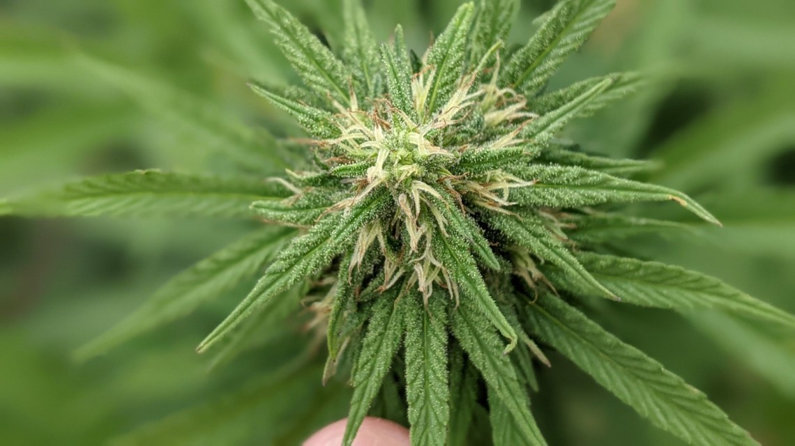 "Aromito": la primera variedad de semilla de cannabis registrada en la provincia | Noticias