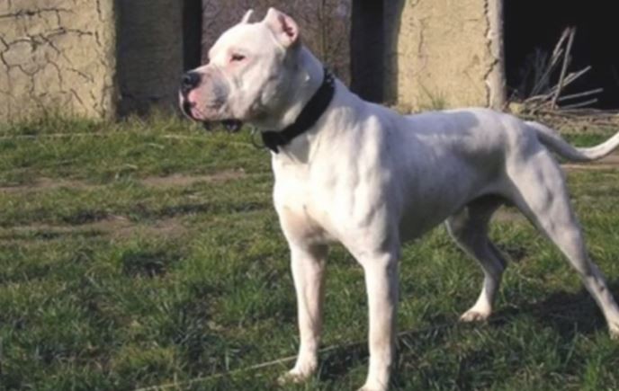 Brutal ataque de una perra dogo a un niño de 6 años mientras jugaba en la plaza | Nacionales