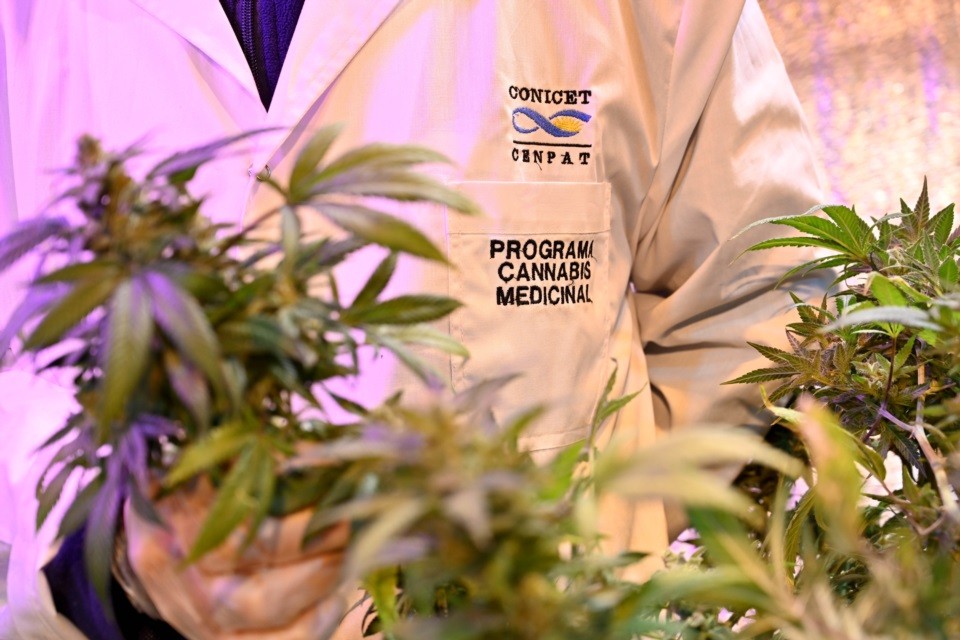 El Gobierno reglamentó la Ley de Cannabis Medicinal | Salud