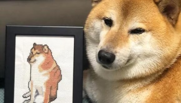 Murió "Cheems", el perro de los memes virales: conocé su historia | Redes