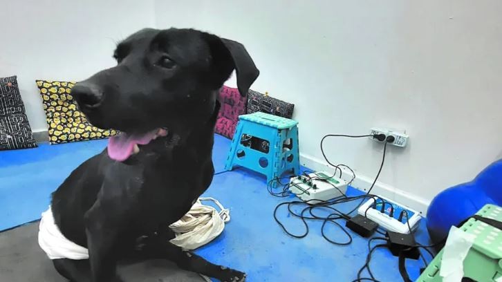 Golpearon y arrastraron con su camioneta a un perro: padre e hijo quedaron imputados | Nacionales