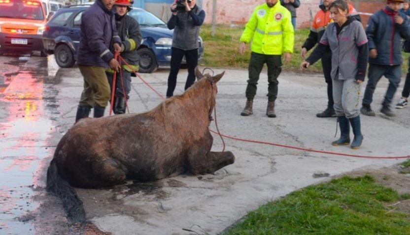 Rescataron a una yegua que se cayó a una alcantarilla de dos metros de profundidad | Nacionales