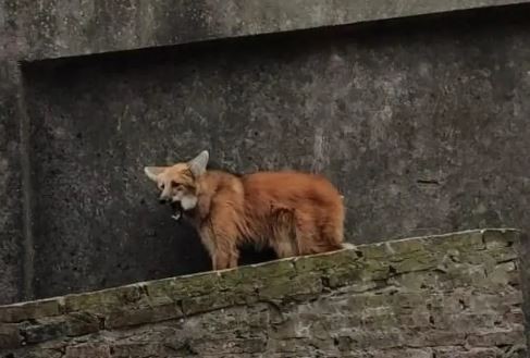 Recreo: Rescatan a un lobo aguará guazú en el techo de una vivienda | Noticias