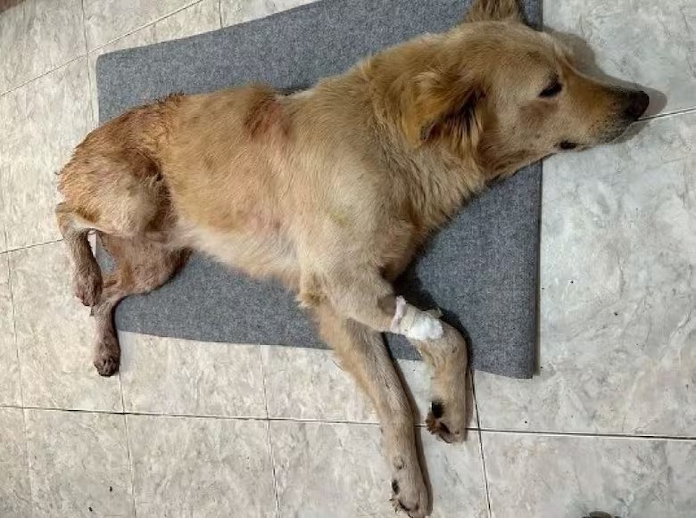 Imágenes sensibles: acuchilló al perro de su vecino sin mediar palabras y fue detenido | Nacionales