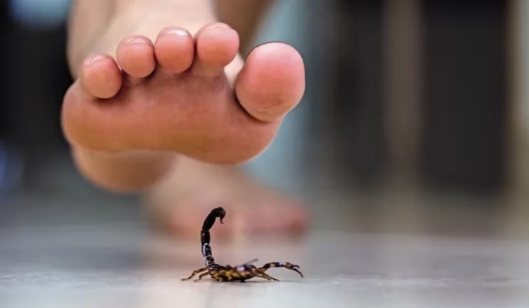 Presentaron una nueva guía de atención ante picaduras de alacrán | Salud