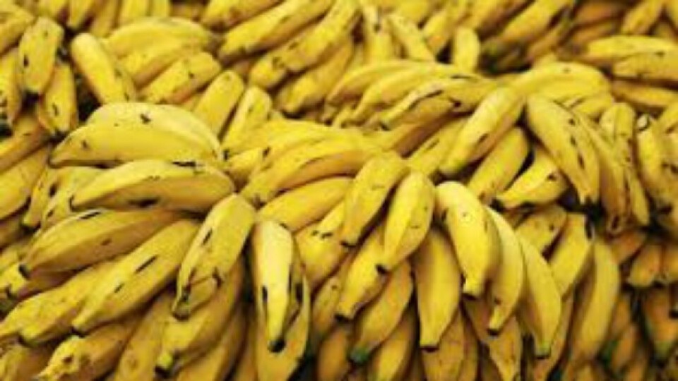 La Argentina empezó a pagar deudas y los bolivianos liberan sus cargamentos de bananas | Información General