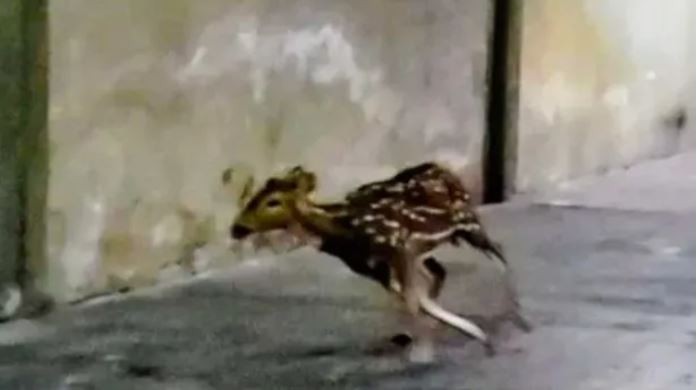 Rescataron tres ciervos en Rosario: ya son 17 en lo que va de diciembre | Noticias