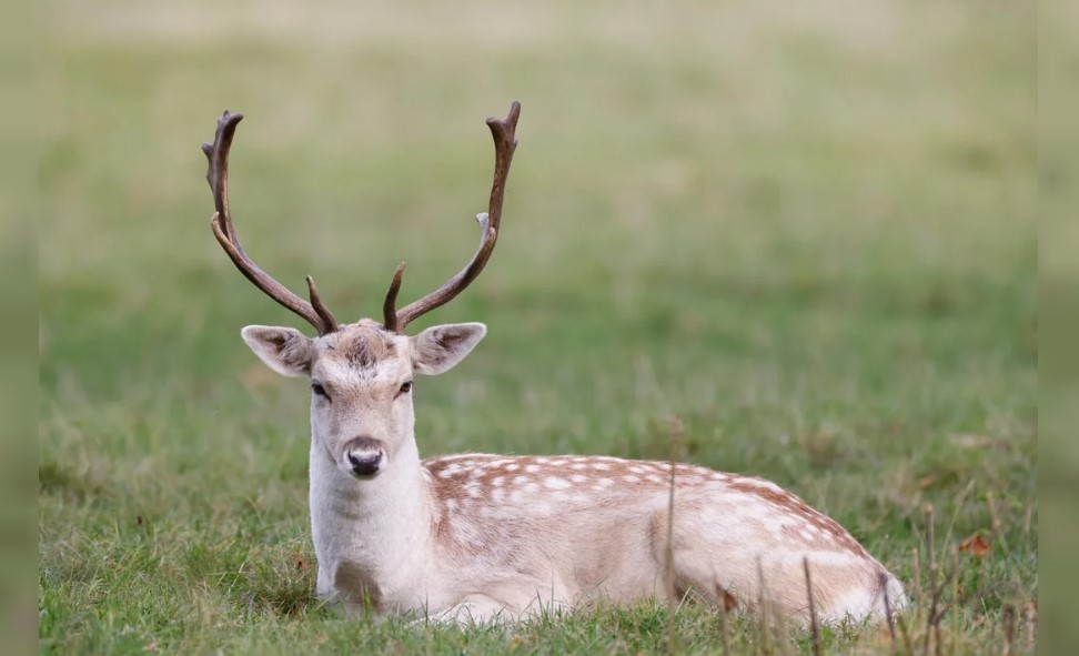 La enfermedad del ciervo zombie: ¿qué es? | Información General
