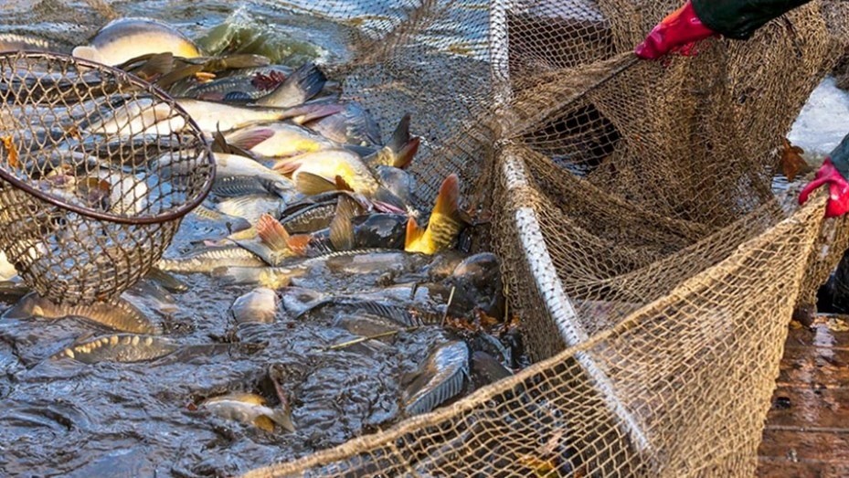 Apertura de la pesca a buques extranjeros: "Hace que la actividad pueda crecer", justificó el Gobierno | Nacionales