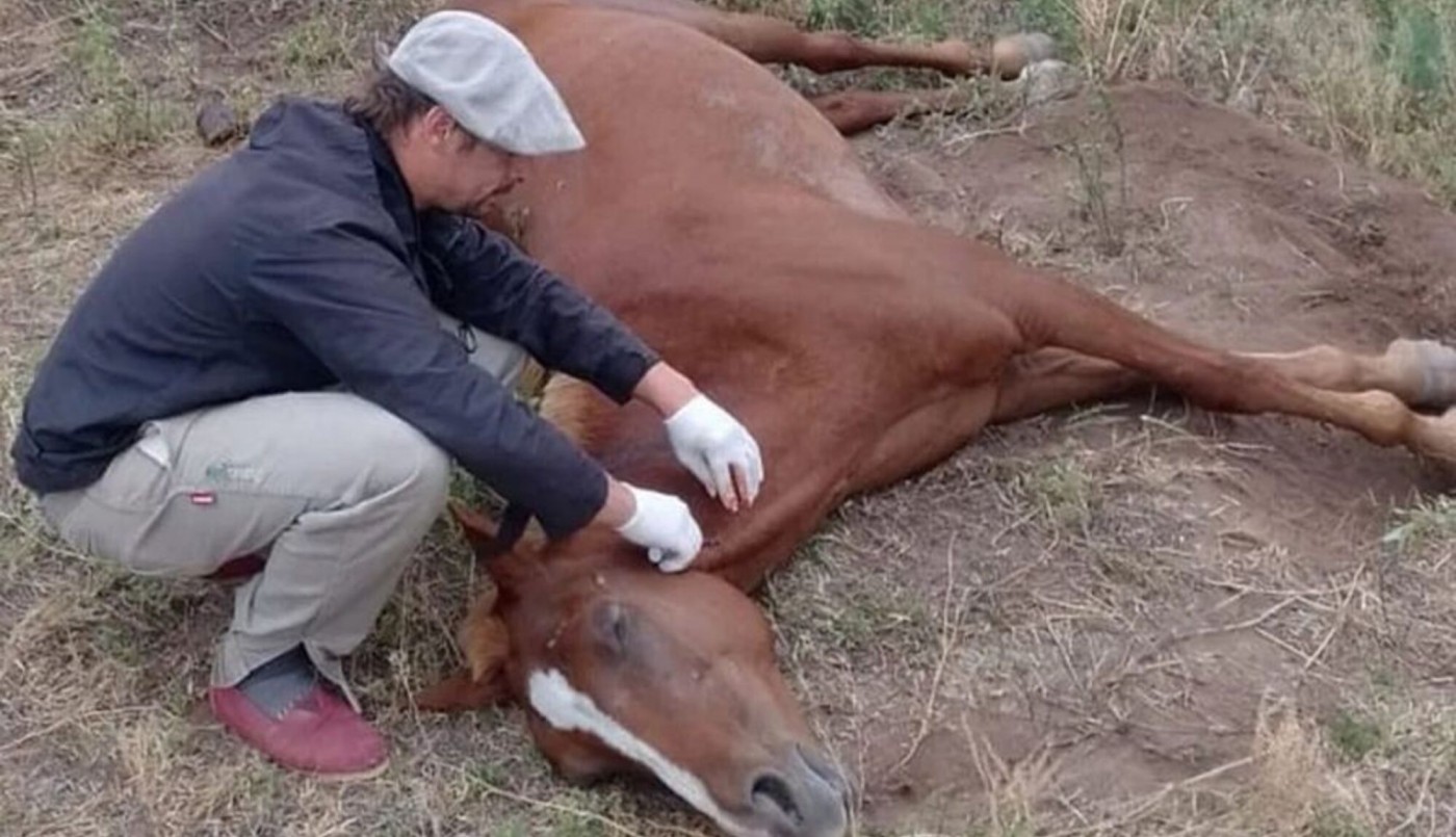 Senasa aprobó un certificado digital de vacunación contra encefalomielitis equina | Salud