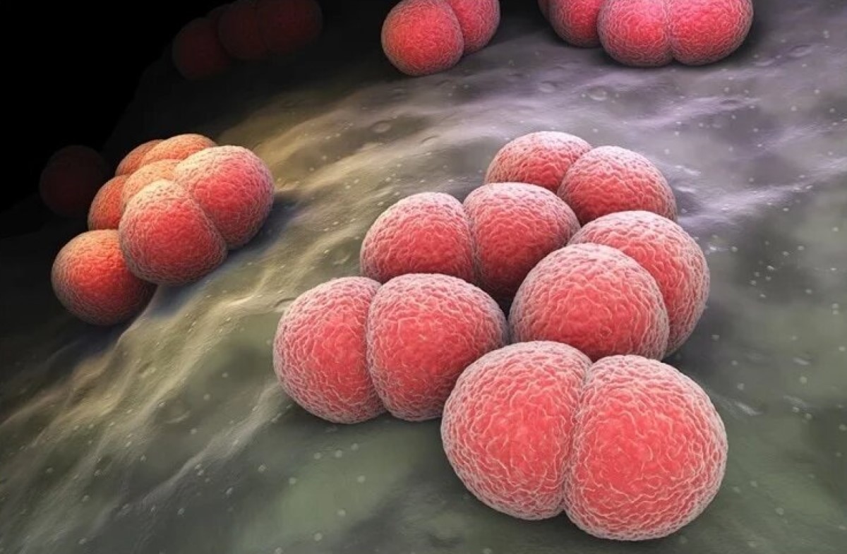 Anuncian medidas sanitarias ante un caso fatal de enfermedad meningocócica | Salud