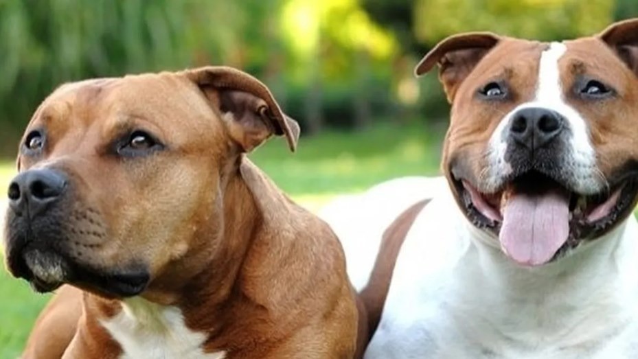 Dos pitbulls se escaparon, ingresaron a una casa vecina y atacaron a un joven: "Lo mordieron 50 veces" | Nacionales