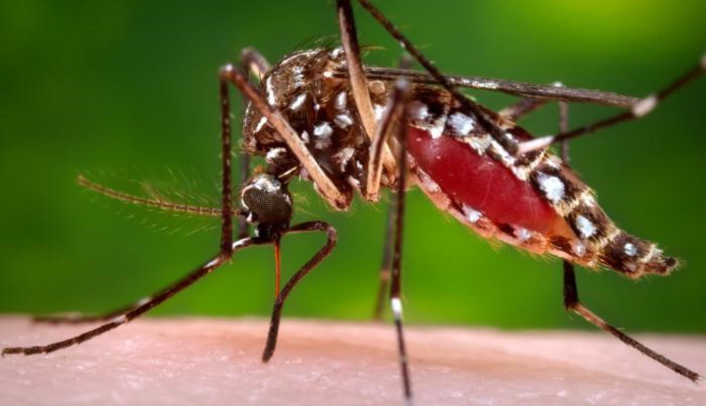 Salud confirmó 525 nuevos casos de dengue y 17 de chikungunya en la provincia | Salud