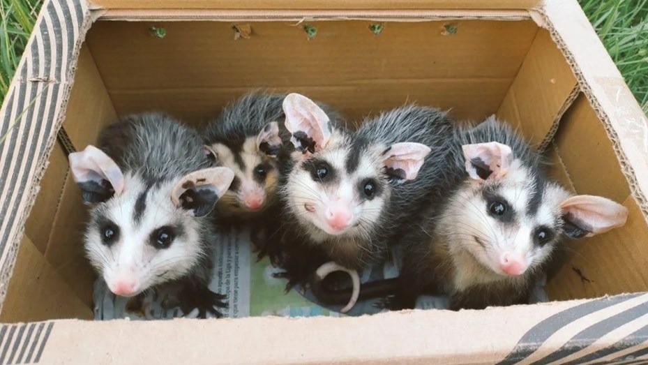 Liberaron a la famosa zarigüeya Sia tras una milagrosa recuperación | Noticias