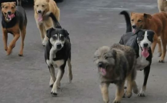 Denuncian la muerte de 100 mascotas por intoxicación con un agrotóxico en Corrientes | Noticias