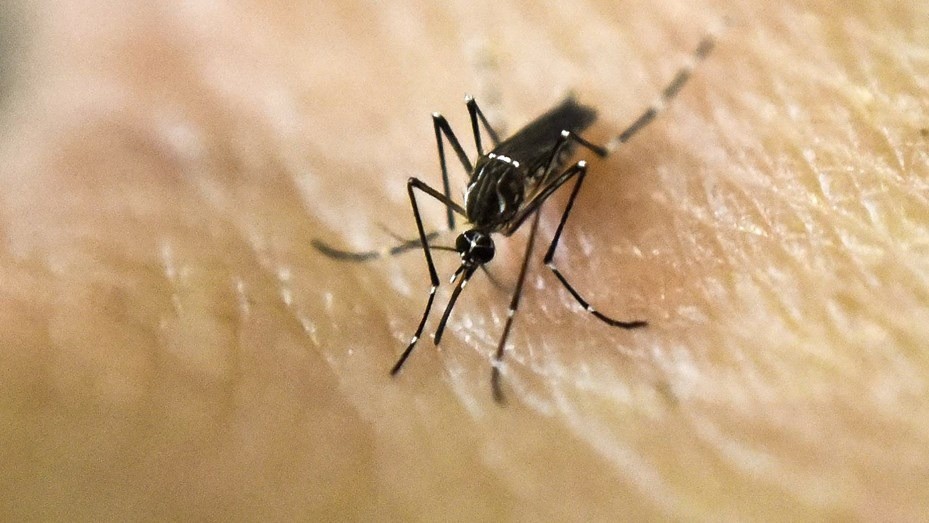 Dengue: dos muertes en Córdoba y en Santa Fe y Buenos Aires los casos superan los 7.500 | Noticias
